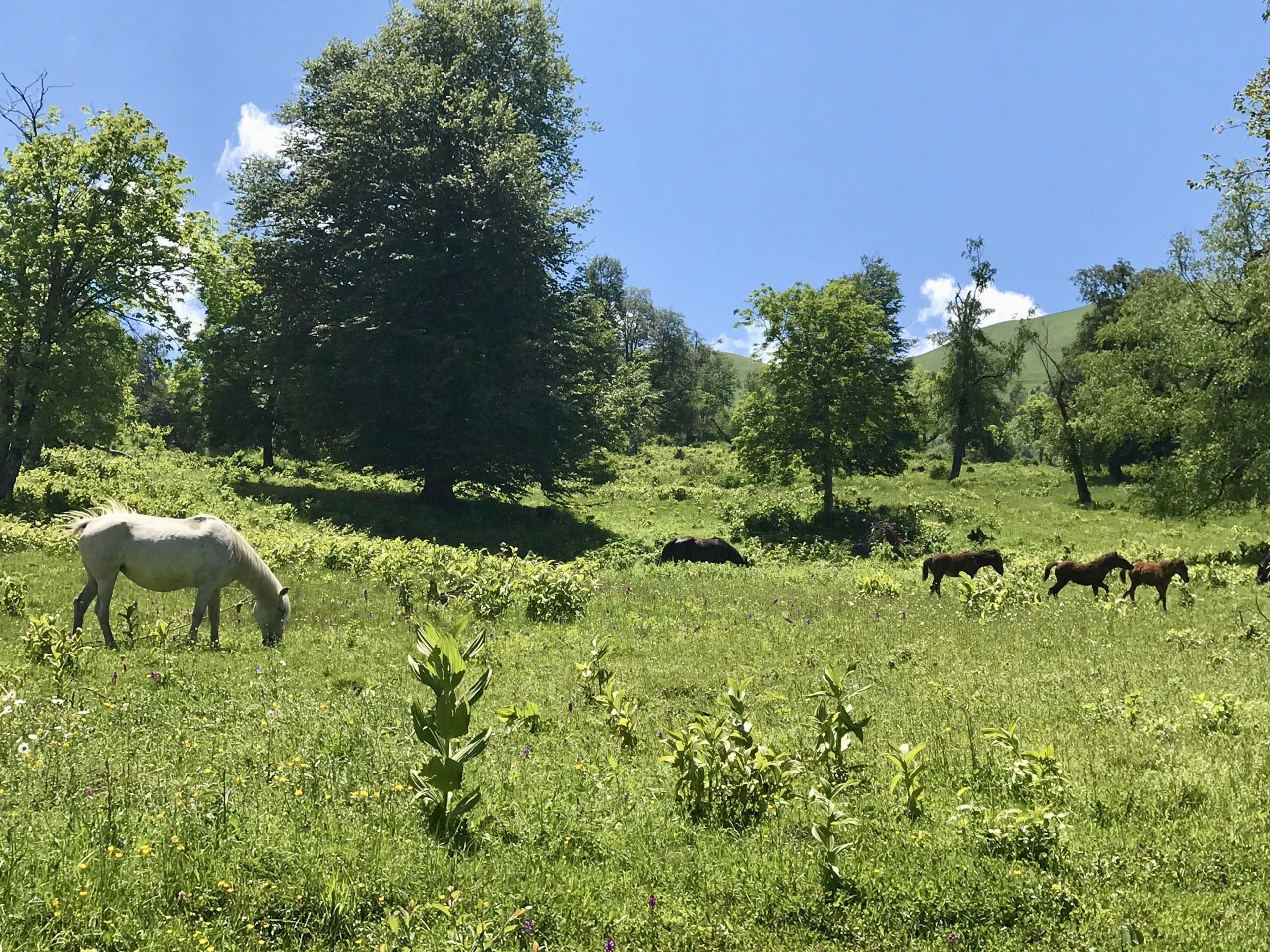 Horses grazing in a green Georgian mountain meadow.