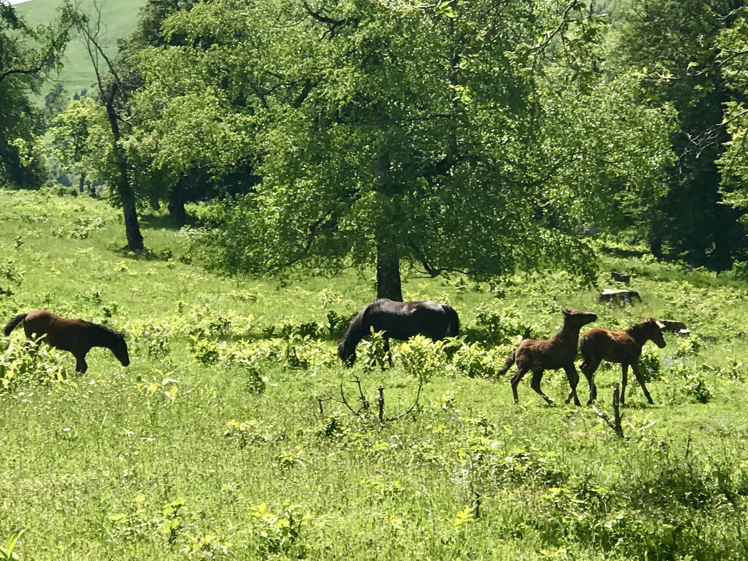 Horses grazing beneath trees in a green mountain meadow.