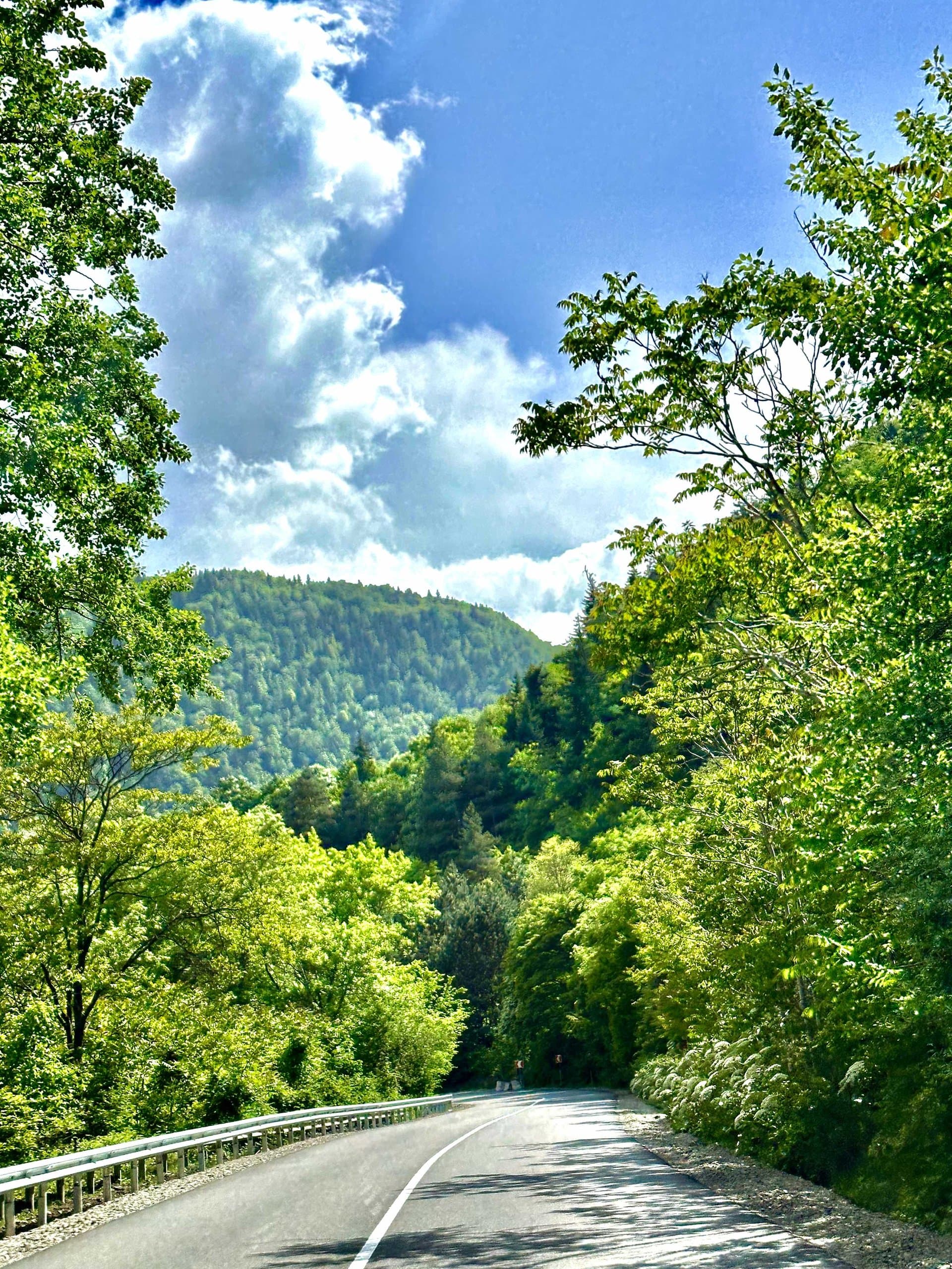 Road winding through green mountain forest in Georgia.